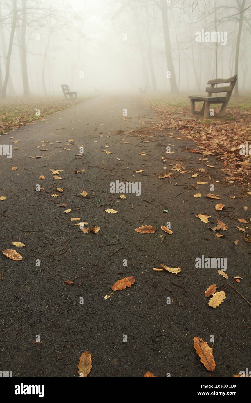 Nebel im Park. Stockfoto