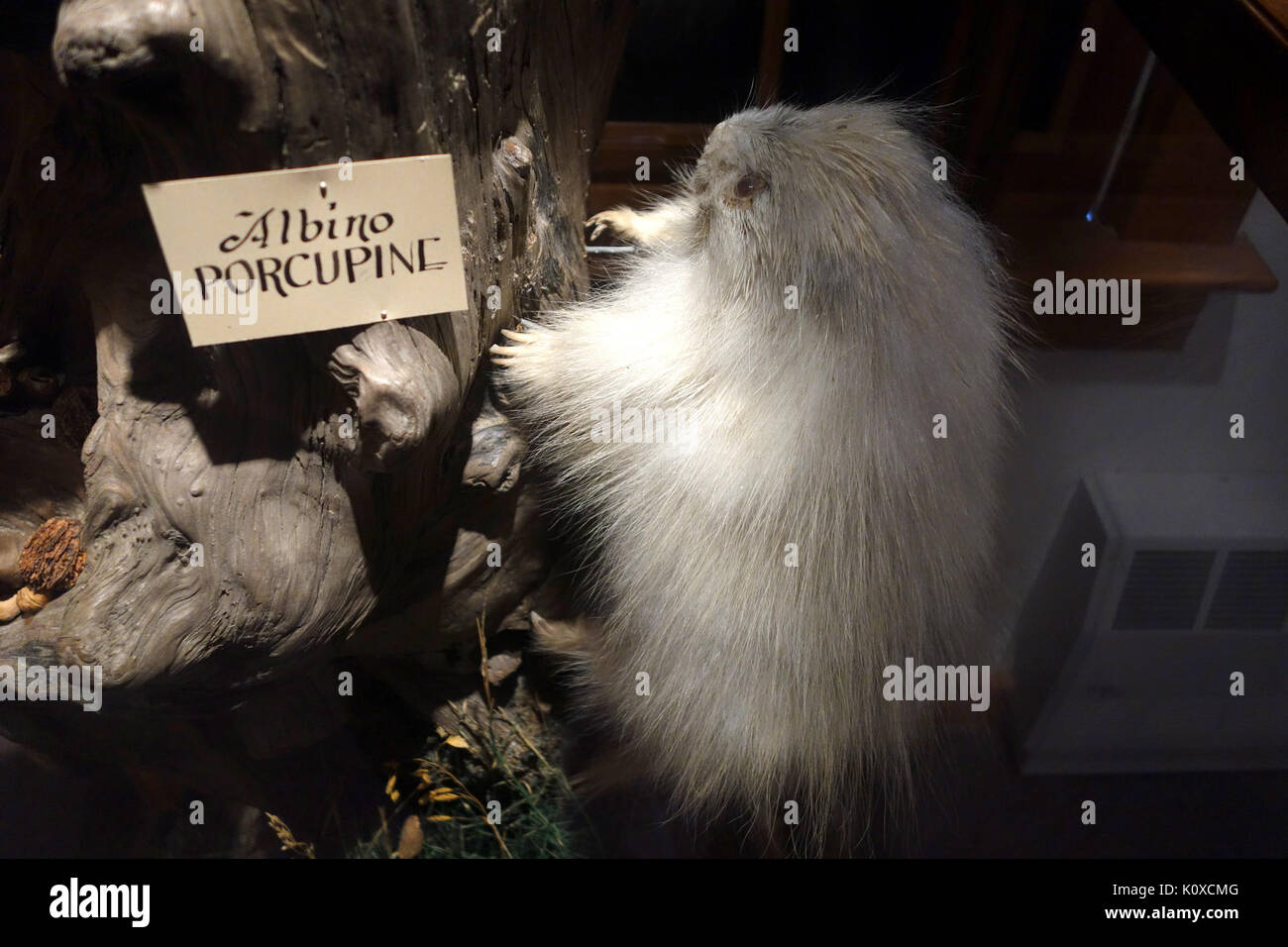 Albino porcupine Southern Vermont Natural History Museum DSC 08525 Stockfoto