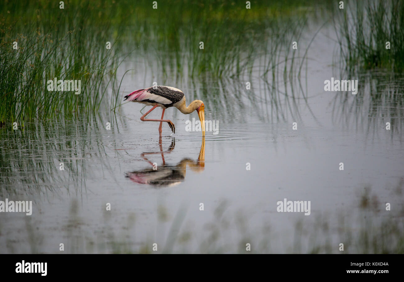 Painted Stork Touch Down zu Wasser Stockfoto