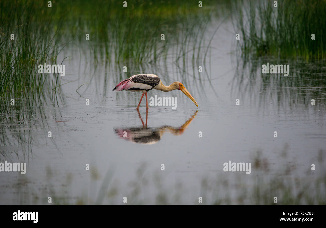 Painted Stork in Wasser über seinen Schnabel ins Wasser tauchen, scheint, wie sich selbst betrachtet Stockfoto