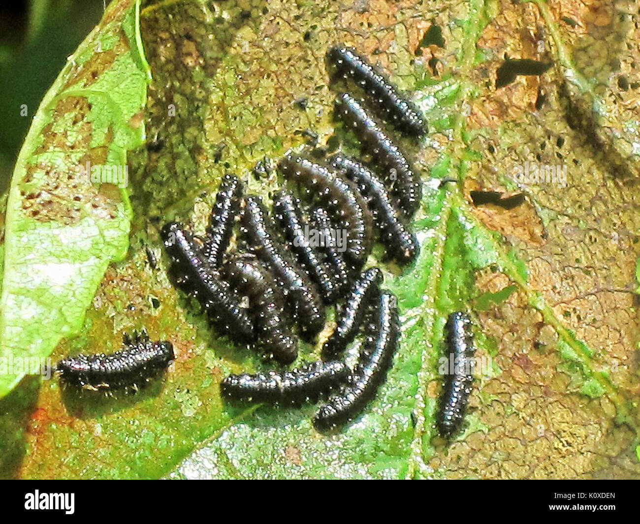 (Agelastica alni Alder leaf Beetle) Larven, Arnhem, Niederlande Stockfoto