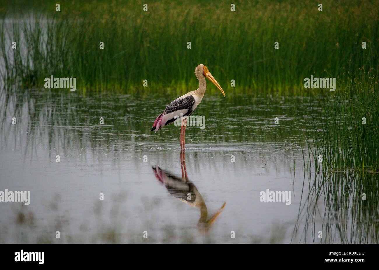 Malte Storch stehend auf Flachwasser Stockfoto