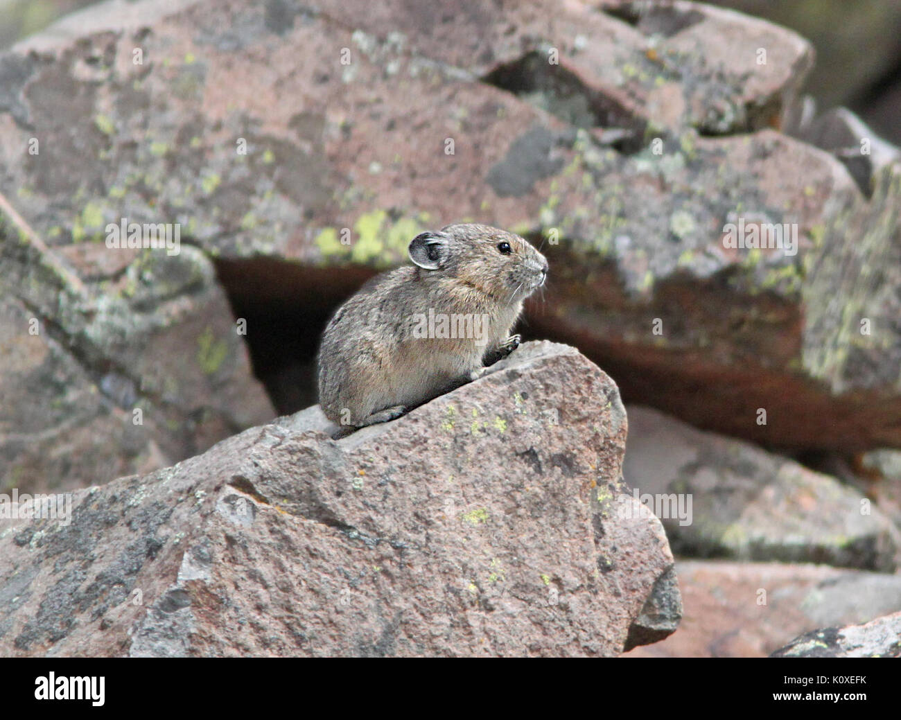 Der amerikanische Pika (Ochotona princeps) ist ein kleines Säugetier, das in großer Höhe in der Nähe des Stunner Pass in Colorado auf einer Höhe von 9.000 Metern gefunden wurde. Die Pika ist bekannt für ihr unverwechselbares Verhalten und ihren Lebensraum in Bergregionen. Stockfoto