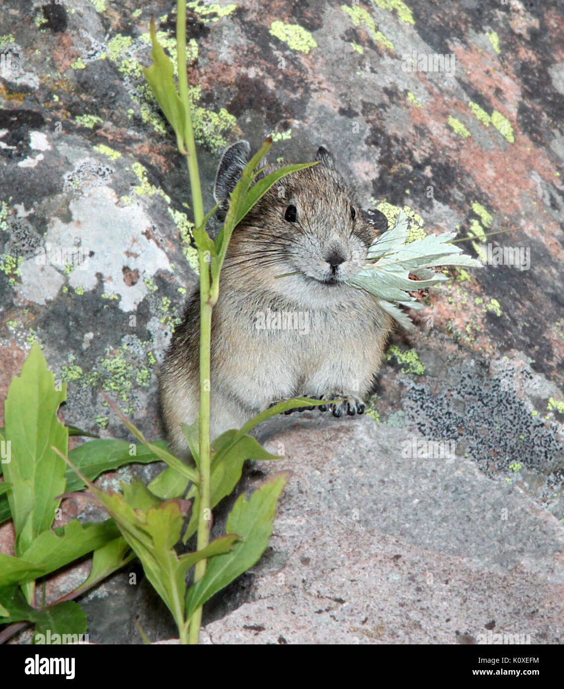 Amerikanische PIKA (Ochotona princeps) (8 19 13) 9000 ft, nur s der Schläger, conejos Co, Co03 (9592447191) Stockfoto