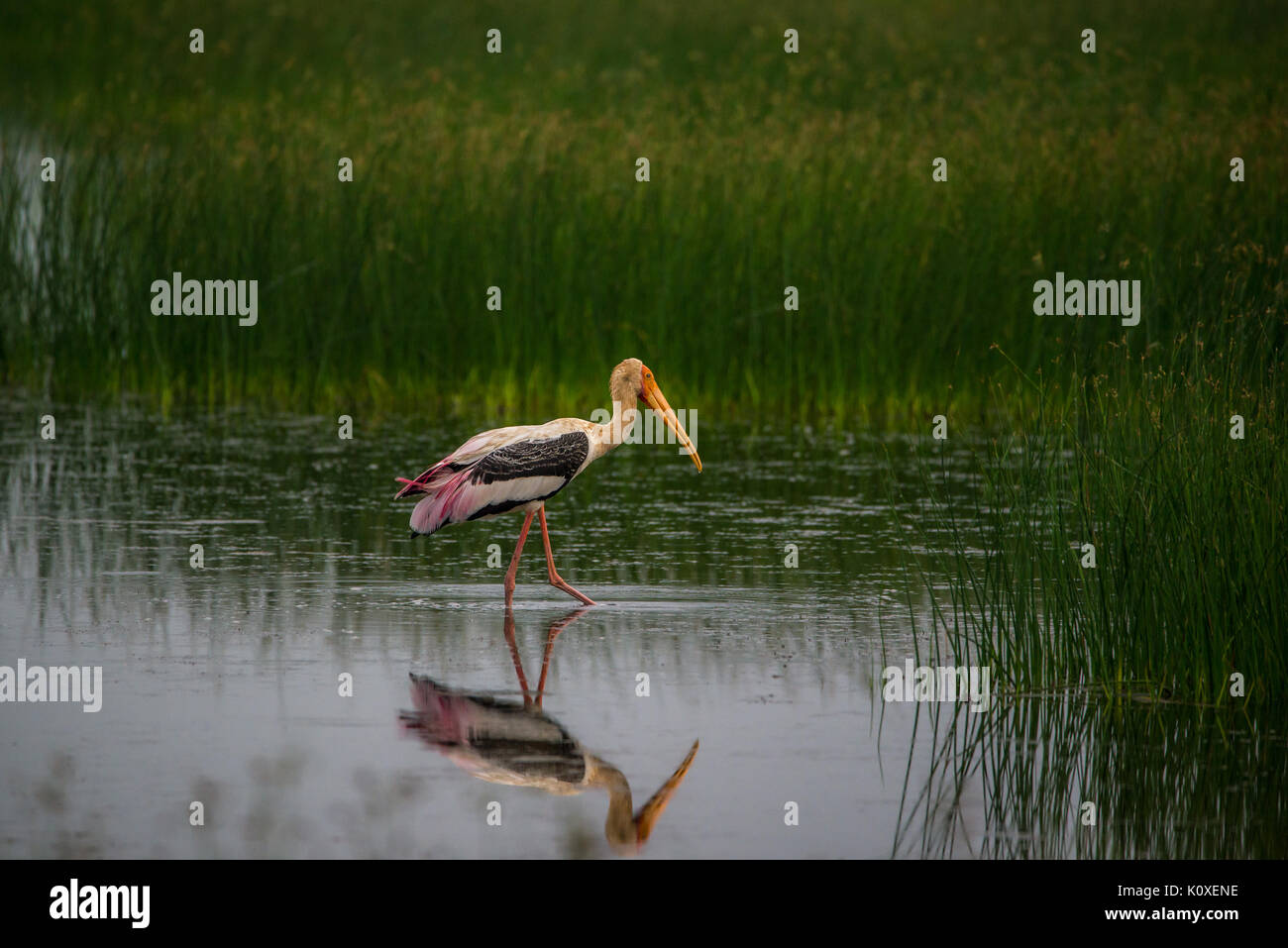 Eine gemalte Storch zu Fuß im Wasser in der Nähe von Reisfeldern Stockfoto