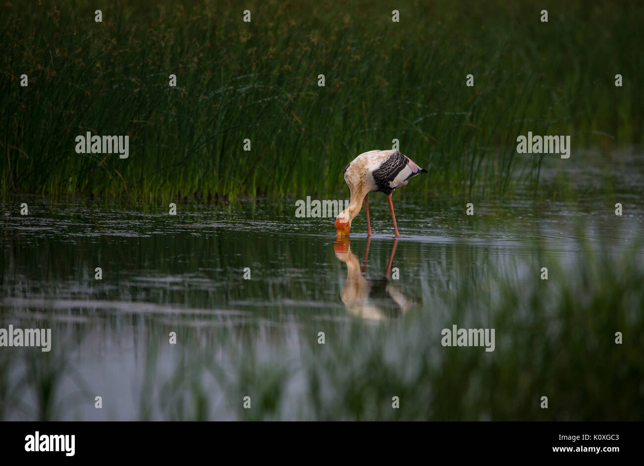 Painted Stork Eintauchen in Wasser auf der Suche nach Fisch Stockfoto