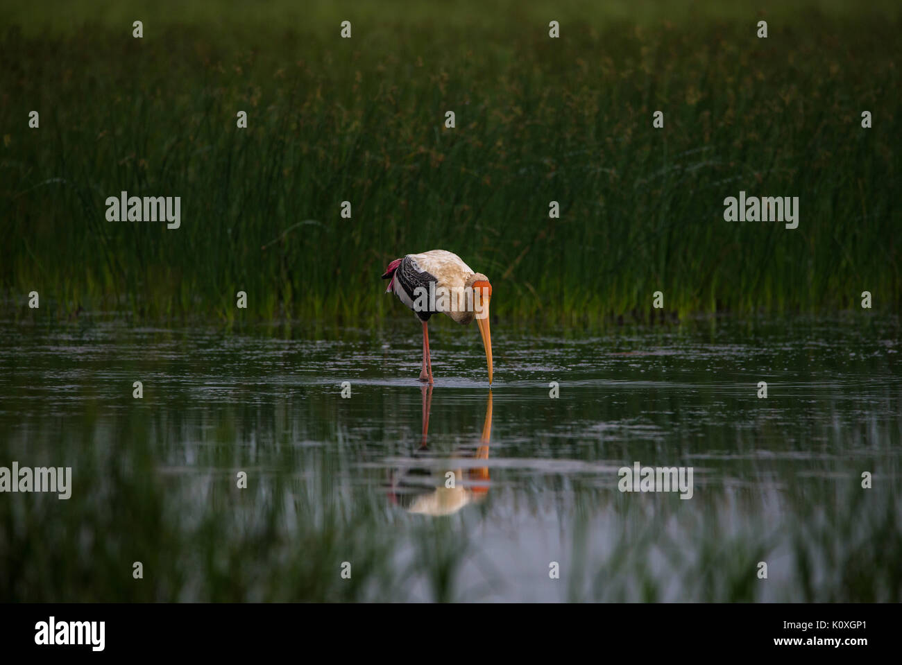 Malte Storch auf der Suche nach Fisch im Wasser in der Nähe von Green Field Stockfoto
