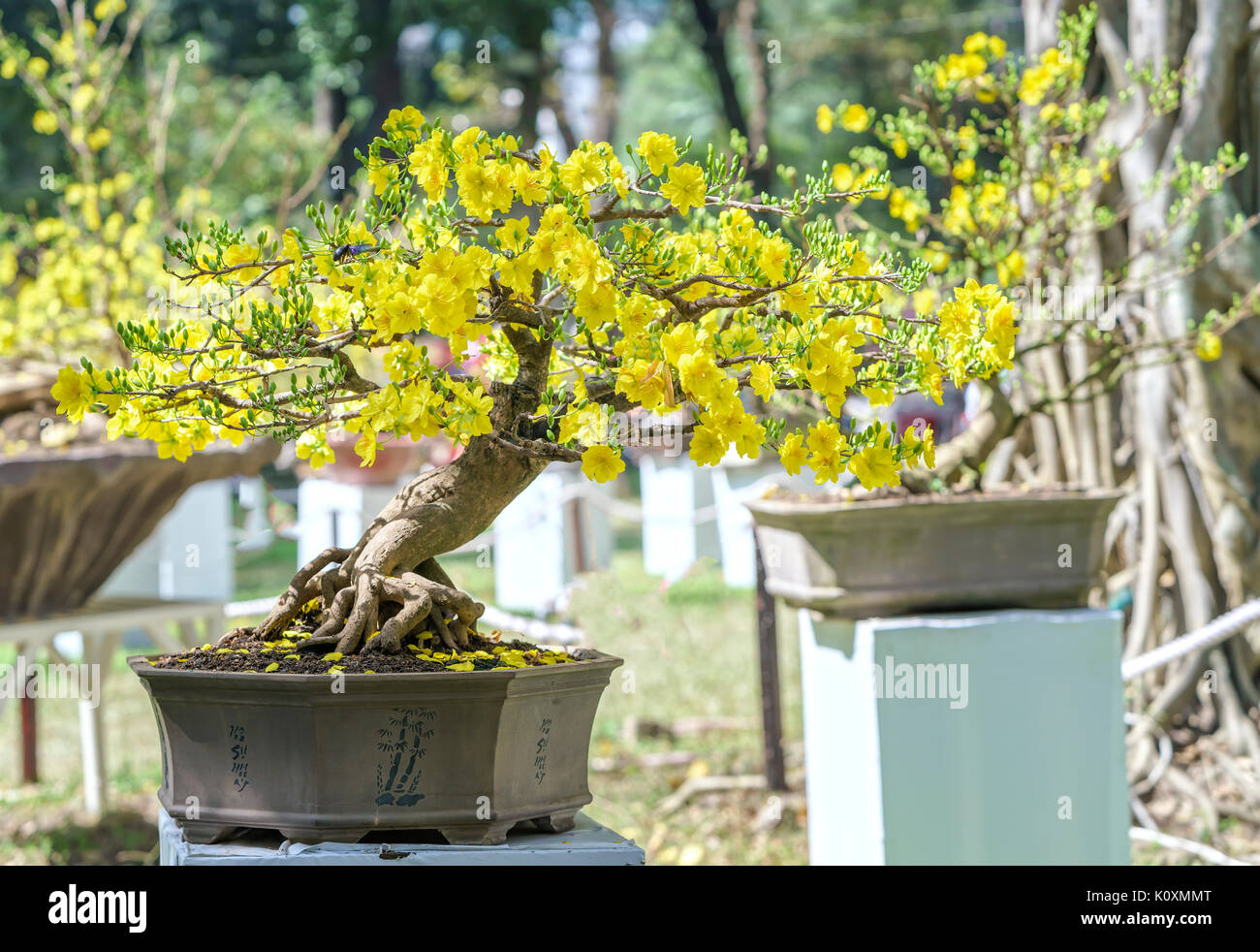Aprikose Bonsai Baum blhen im Frhling mit gelb blhende Zweige  geschwungene schaffen einzigartige Schnheit der Frhling in Vietnam  Stockfotografie - Alamy