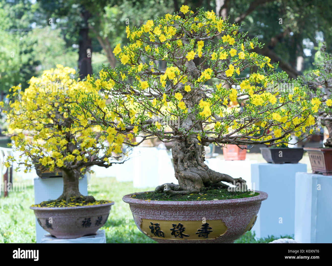 Aprikose Bonsai Baum blhen im Frhling mit gelb blhende Zweige  geschwungene schaffen einzigartige Schnheit der Frhling in Vietnam  Stockfotografie - Alamy