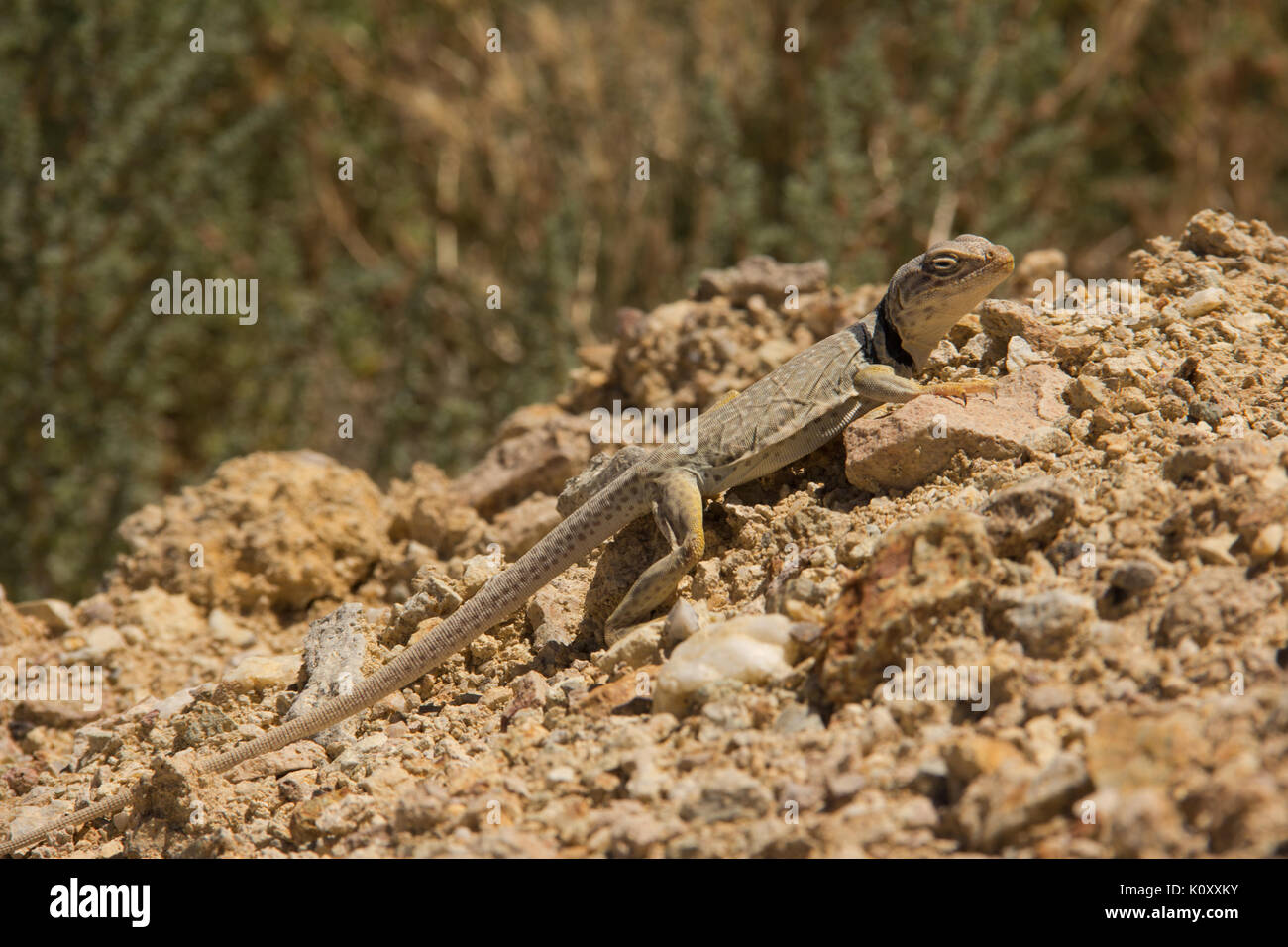 Seitenansicht eines Großen Bassin Collared Lizard (Crotaphytus bicinctores) Sonnenbaden auf den Kieselsteinen in der tonopah Historic Mining Park, NV Stockfoto Seitenansicht eines Großen Bassin Collared Lizard (Crotaphytus bicinctores) Sonnenbaden auf den Kieselsteinen in der tonopah Historic Mining Park, NV Stockfoto