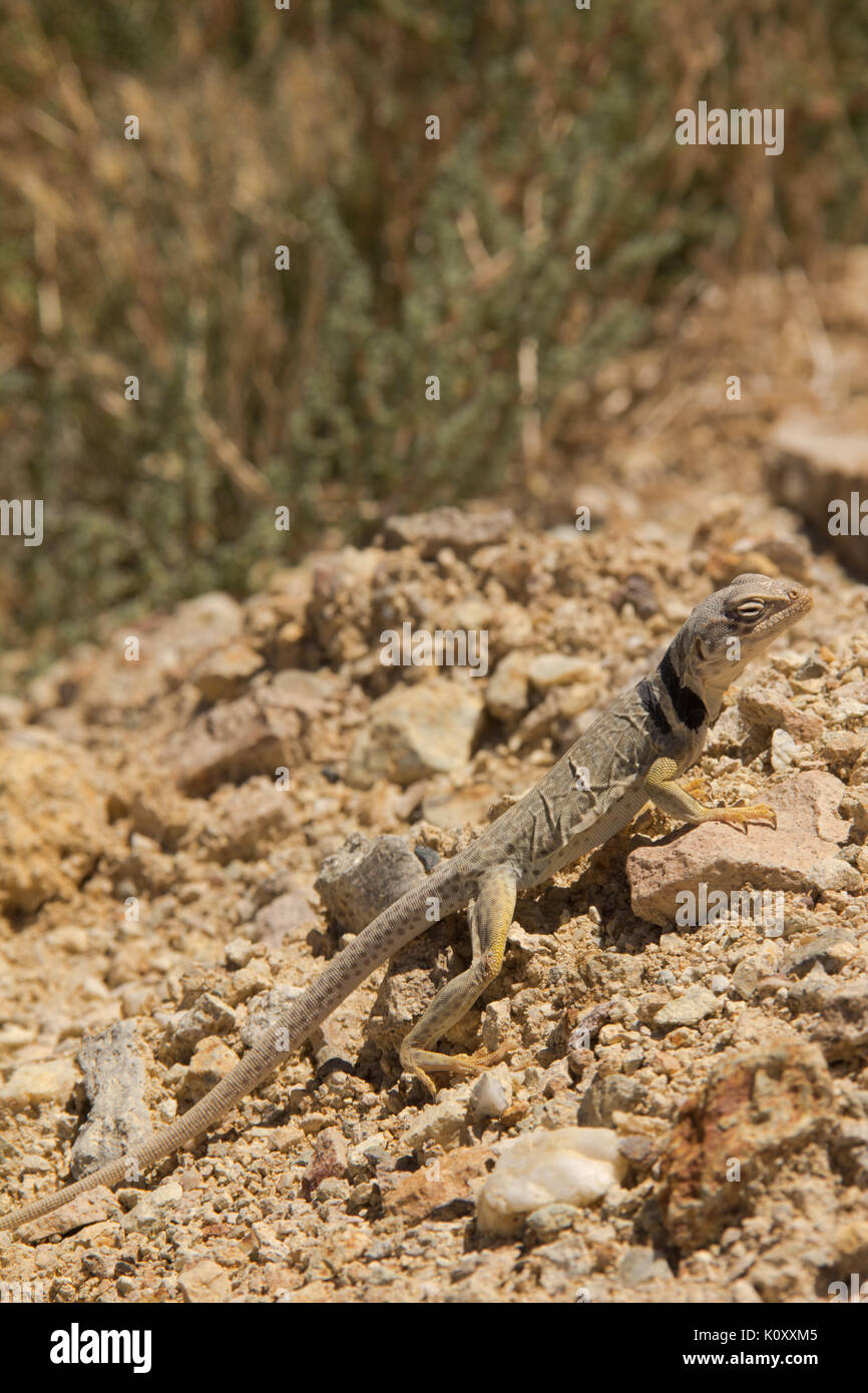 Seitenansicht eines Großen Bassin Collared Lizard (Crotaphytus bicinctores) Sonnenbaden auf den Kieselsteinen in der tonopah Historic Mining Park, NV Stockfoto Seitenansicht eines Großen Bassin Collared Lizard (Crotaphytus bicinctores) Sonnenbaden auf den Kieselsteinen in der tonopah Historic Mining Park, NV Stockfoto