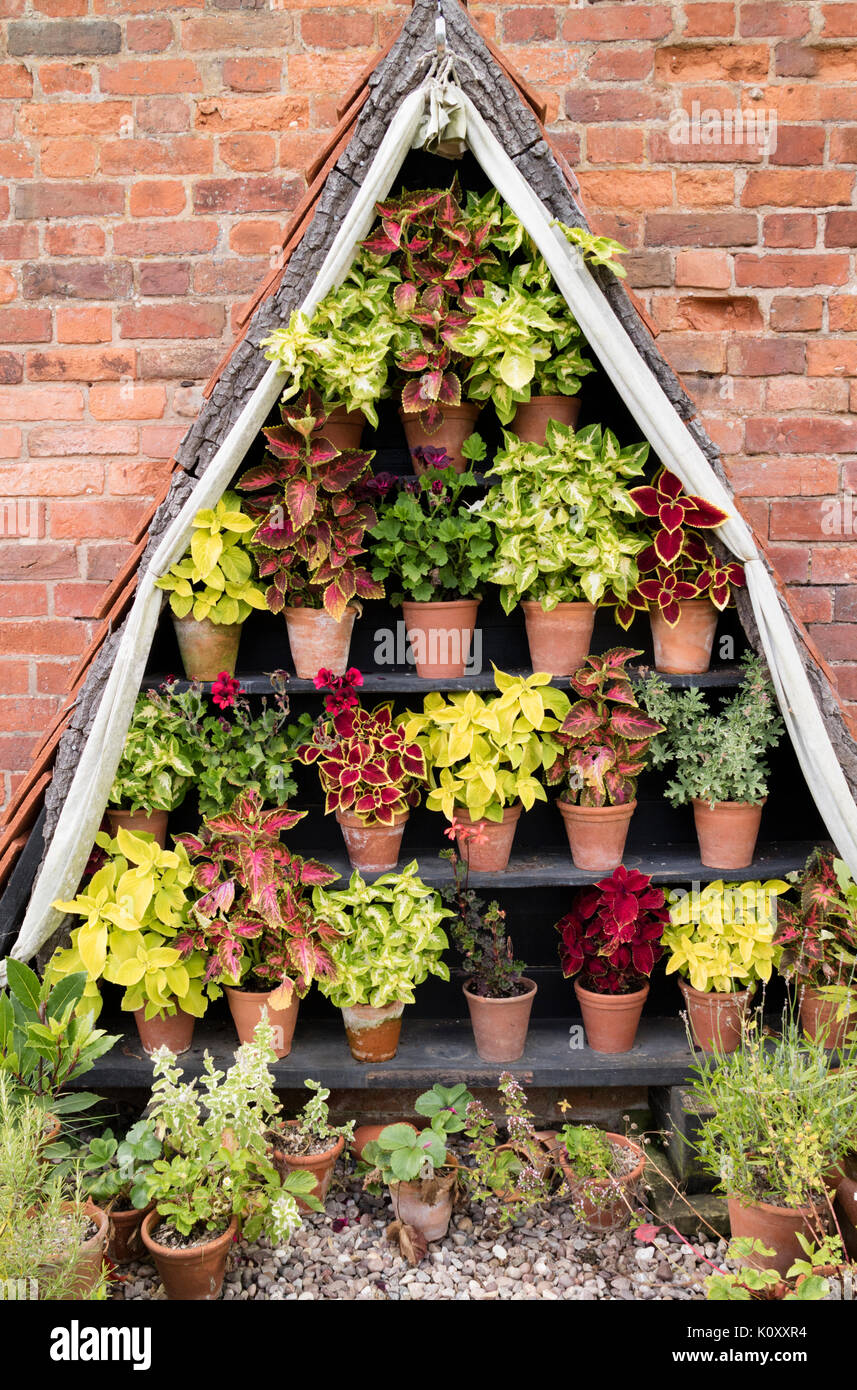 Coleus Pflanzen auf dekorativen Außenbereich Vitrinen Stockfoto