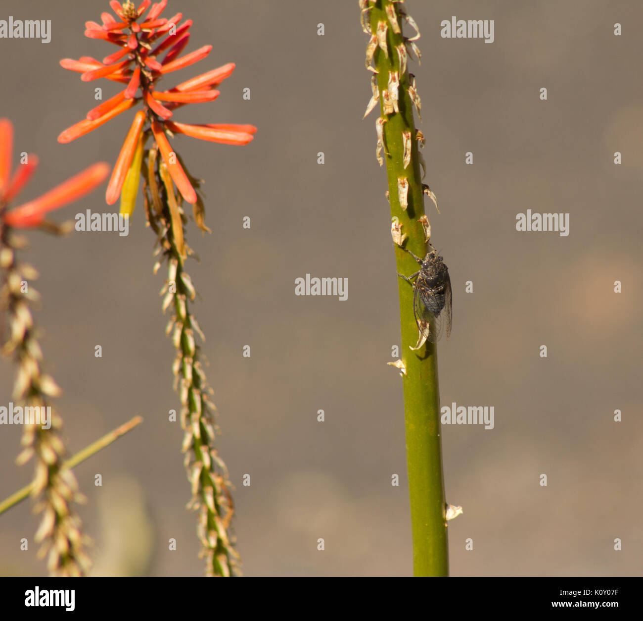 Ein graues Zikade auf dem Stengel einer Pflanze mit orangen Blüten, in der Nähe der Mokassin Behälter Stockfoto