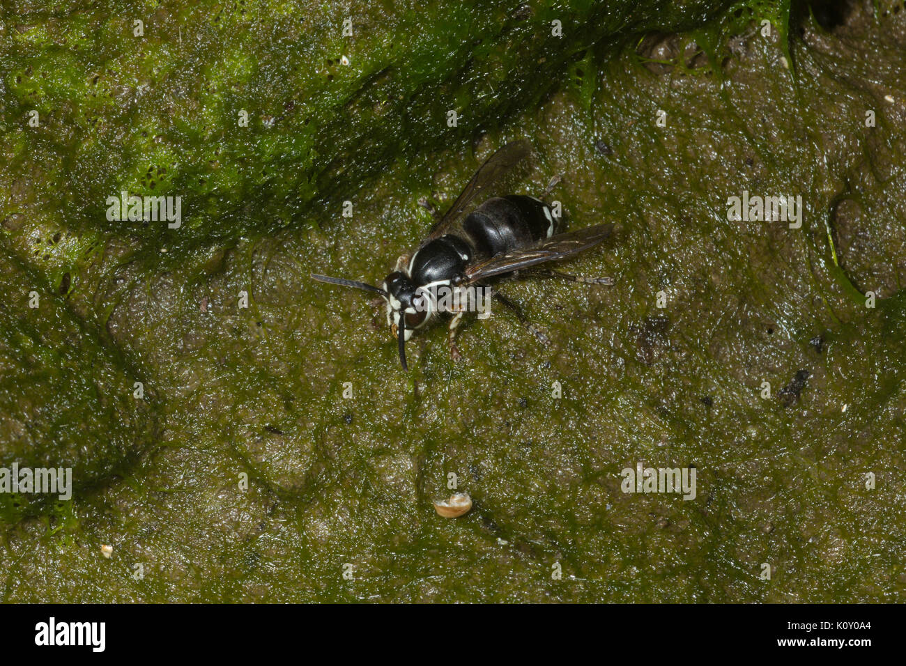 Eine kleine Kahle Hornet (Dolichovespula maculata) auf Moss, in der Nähe eines Flusses in Kalifornien konfrontiert Stockfoto