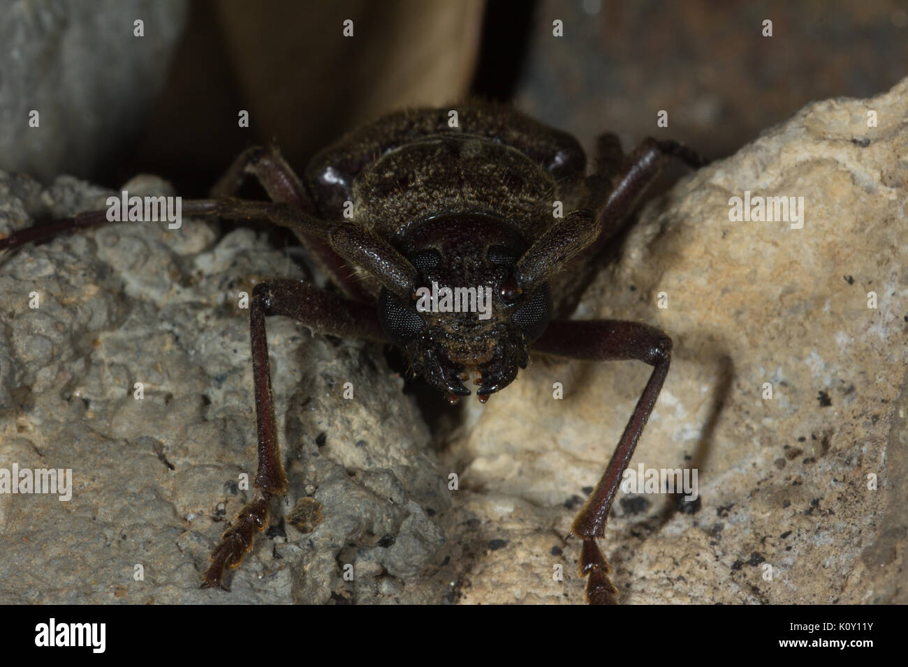 Vorderansicht eines weiblichen Palo Verde Käfer auf Felsen Stockfoto