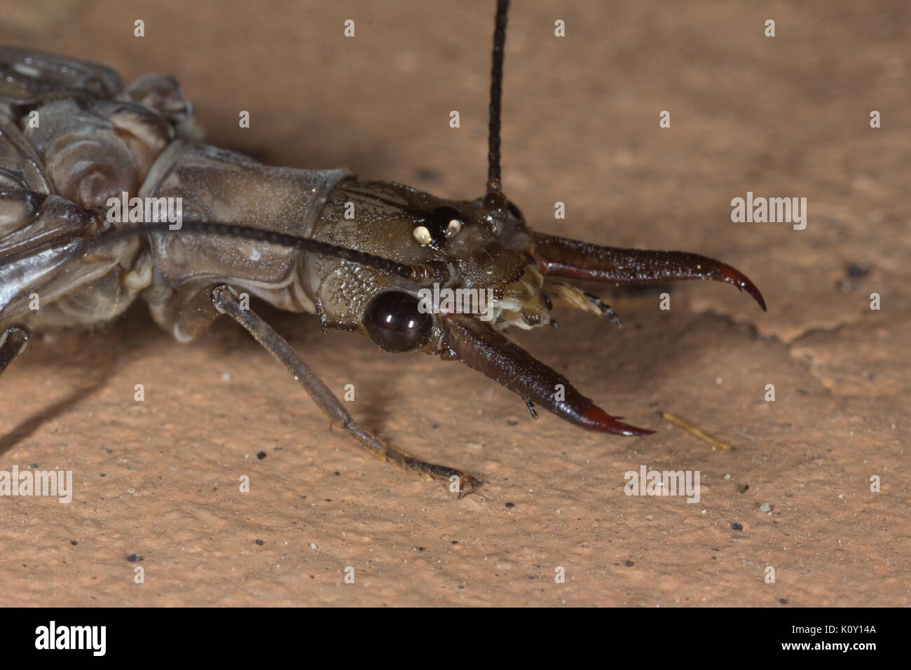 Weibliche Dobsonfly (Corydalus specie), in Kalifornien Stockfoto