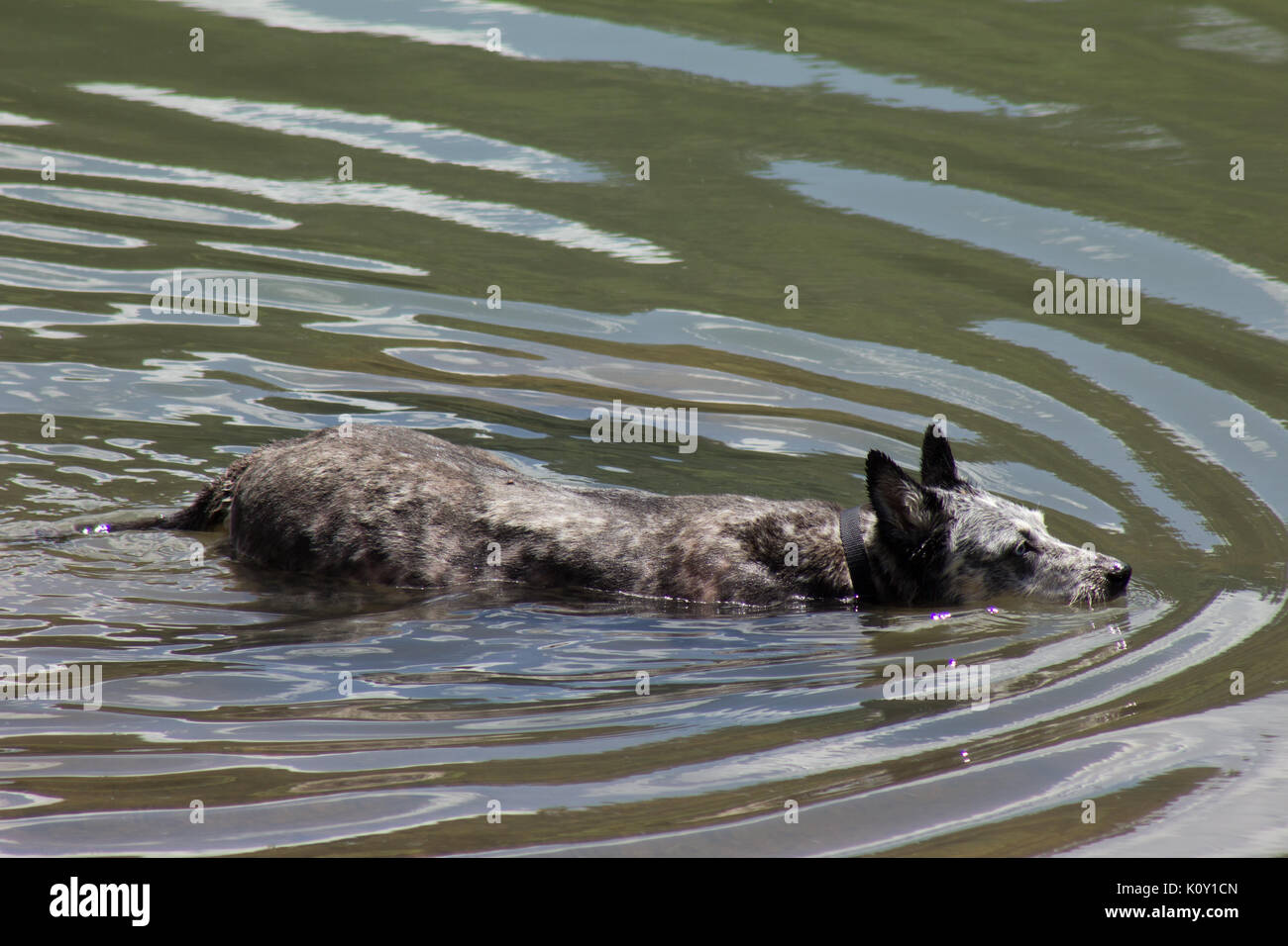Grau Hund (Canis Lupus Familiaris) Abkühlen in einem See während der
