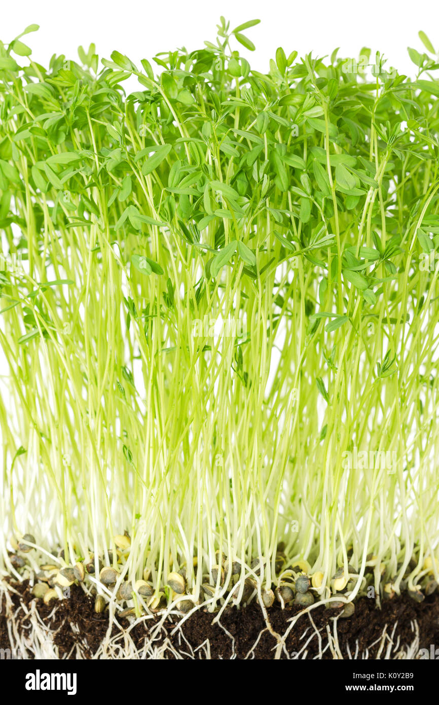 Le Puy grüne Linse Sämlinge in Topferde umsetzen. Sprossen, Gemüse- und microgreen. Keimblätter von Lens esculenta puyensis von Le Puy in Frankreich. Stockfoto