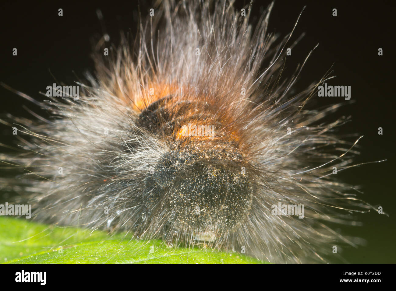 Vorderansicht eines Fox moth Caterpillar (macrothylacia Rubi) Stockfoto