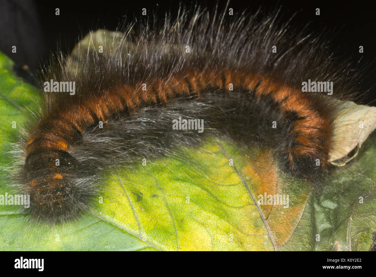 Ansicht eines fox Moth (macrothylacia Rubi) Stockfoto