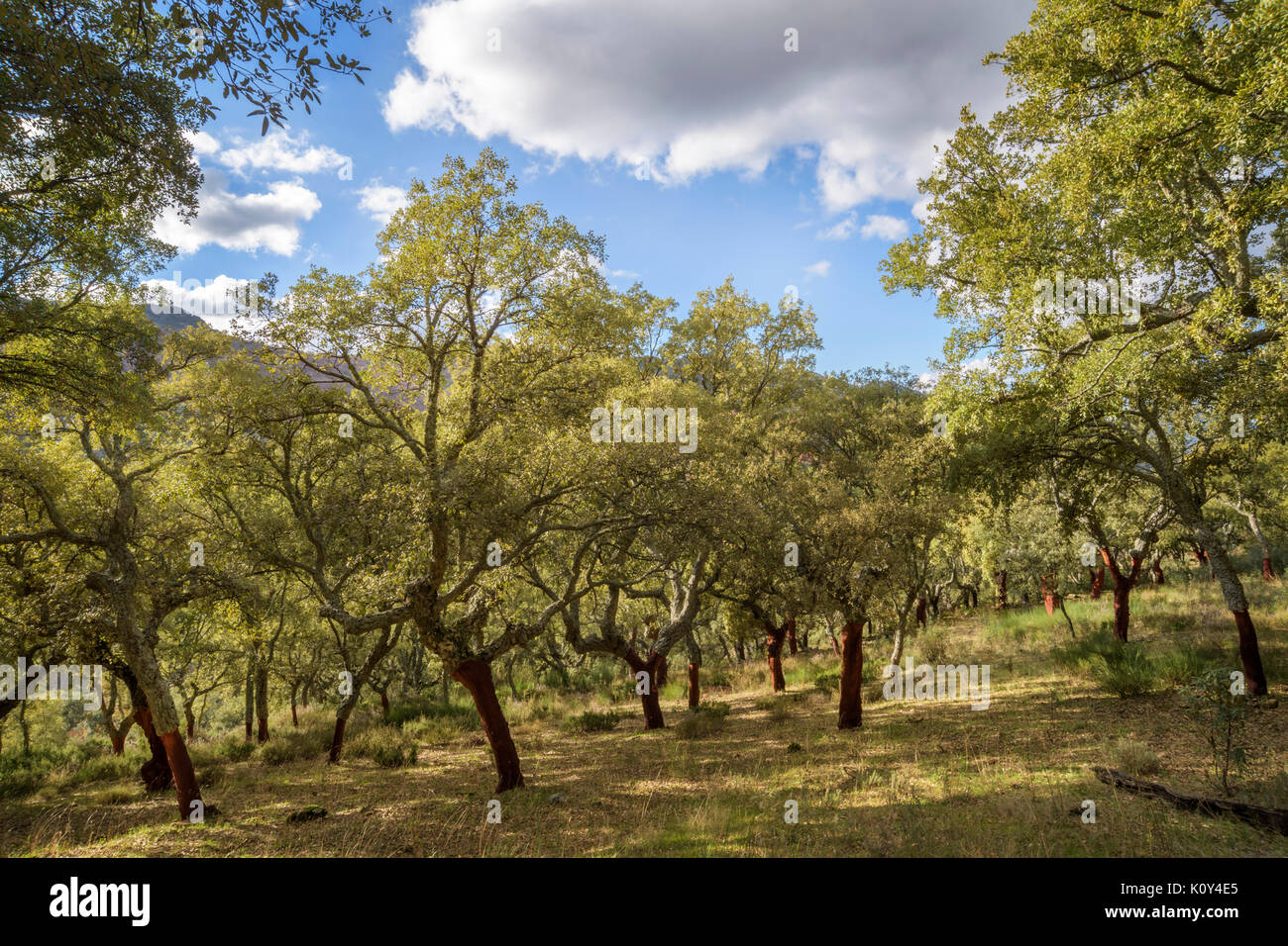 Korkeiche (Quercus suber) Wald entkorkt, Extremadura, Spanien. Stockfoto