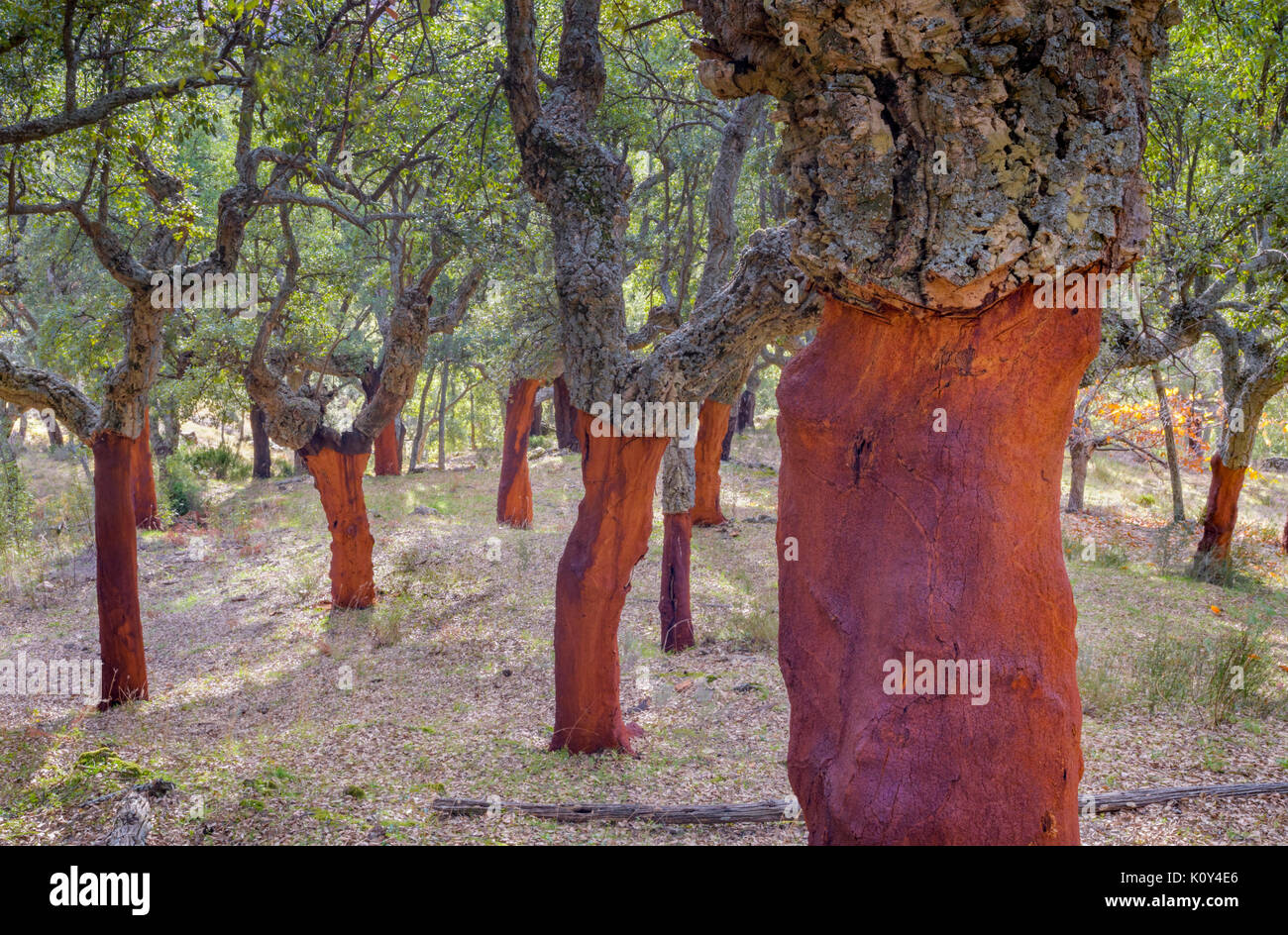 Korkeiche (Quercus suber) Wald in der Nähe, Entkorkt, Extremadura, Spanien. Stockfoto