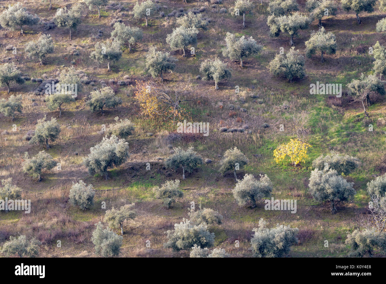 Blick auf einem Olivenhain. Extremadura, Spanien Stockfoto