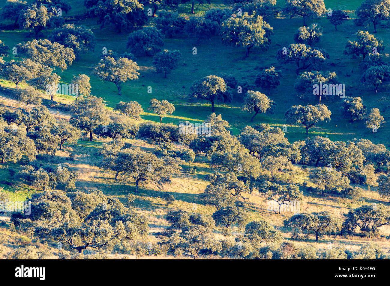 Blick auf einem Olivenhain. Extremadura, Spanien Stockfoto