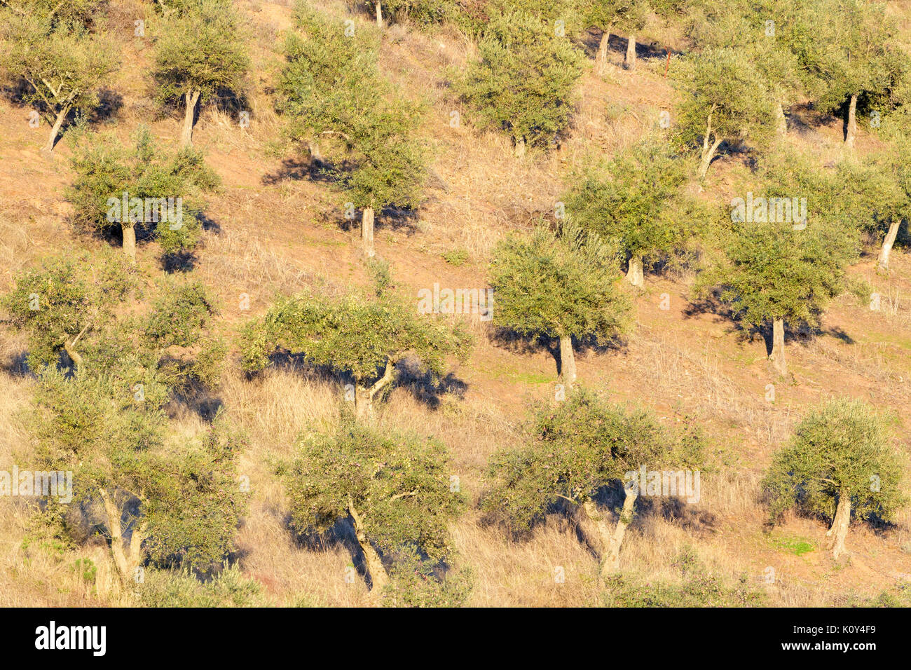 Blick auf einem Olivenhain. Extremadura, Spanien Stockfoto