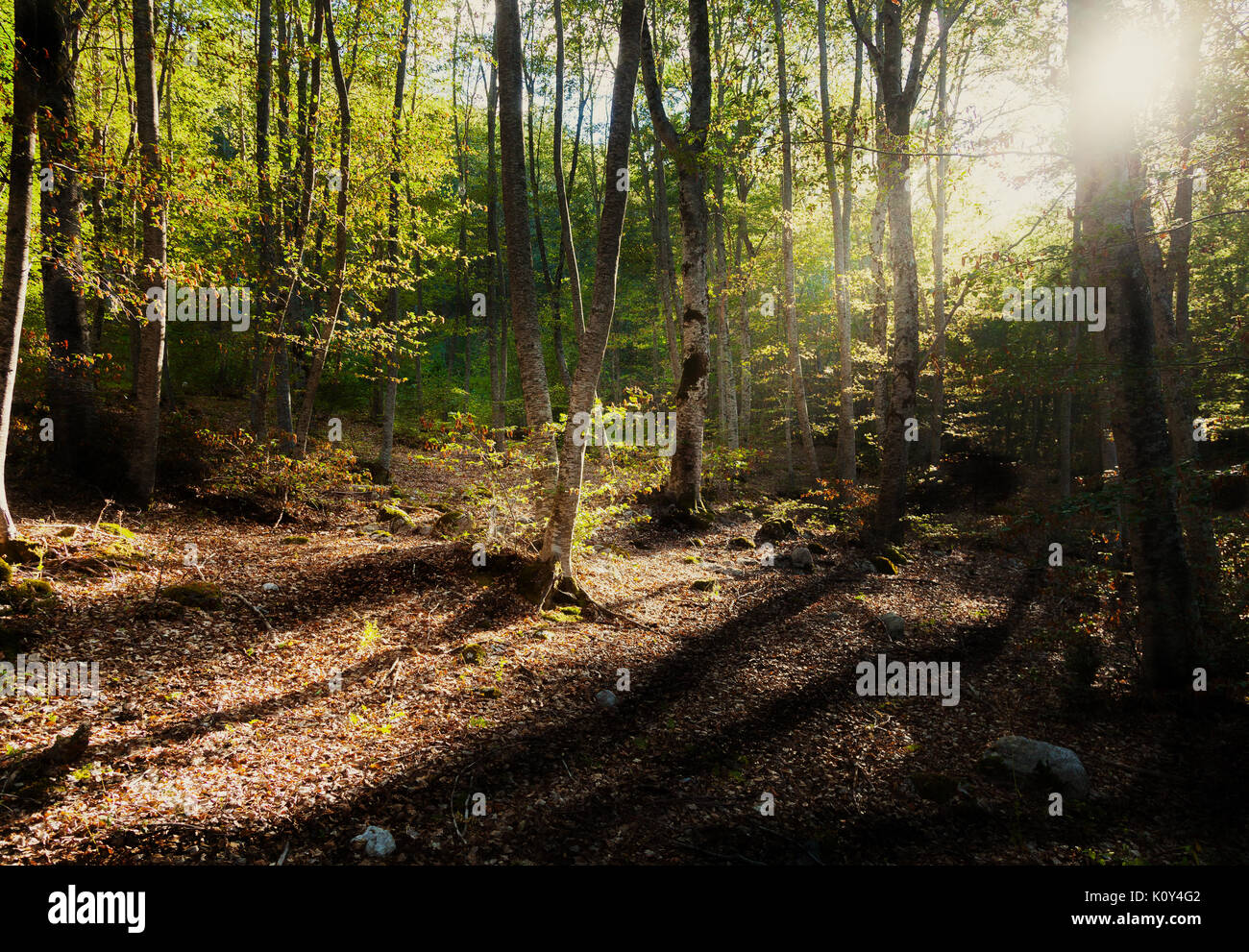 Wald in den Abruzzen, Rocca di Mezzo. Stockfoto