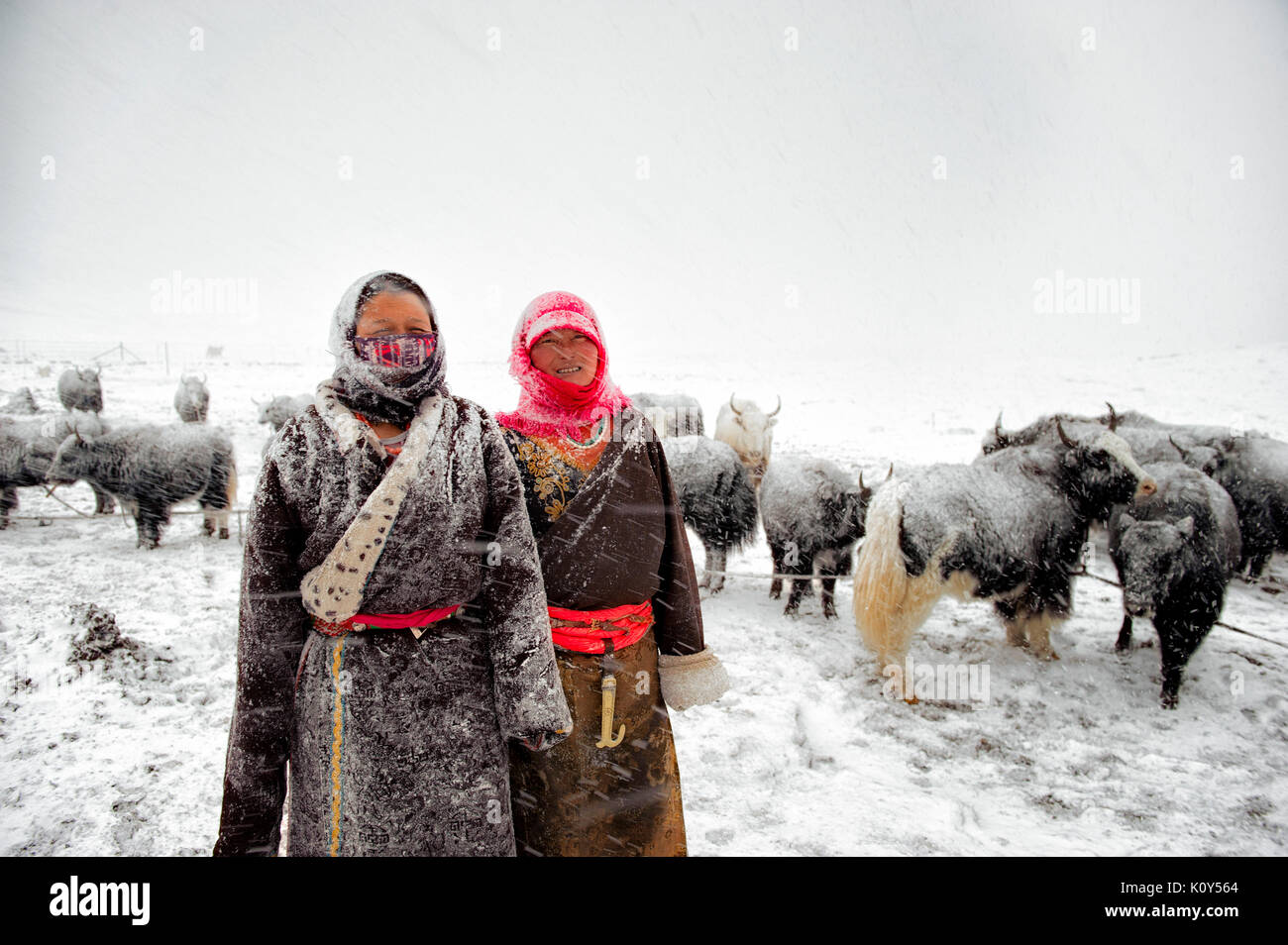 Tibetische Nomaden Herding yaks auf 4400 m hoch in der tibetischen Hochebene Stockfoto