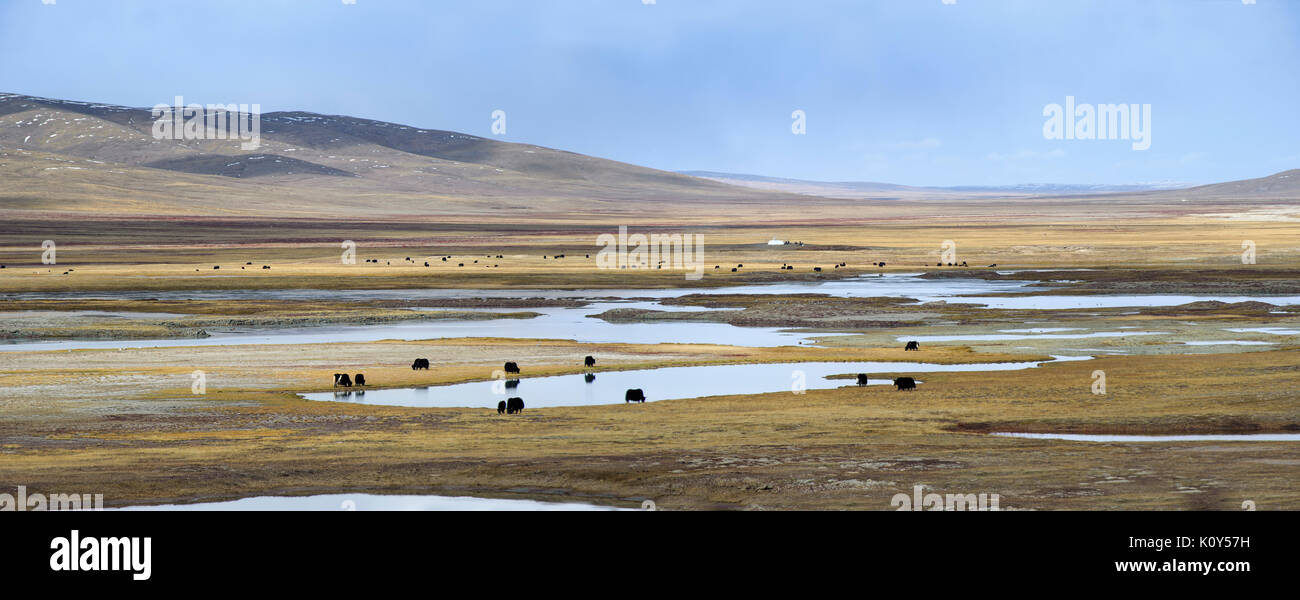 Yaks weiden auf der hohen gasslands der tibetischen Hochebene Stockfoto