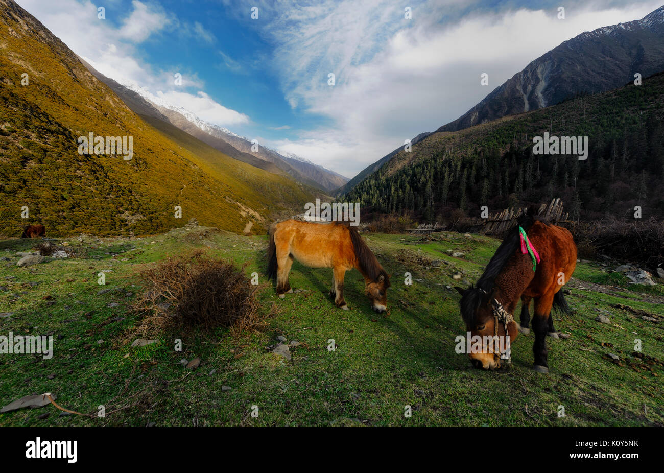 Tibetischen Pferden, tibetischen Hochebene, Provinz Sichuan, China Stockfoto