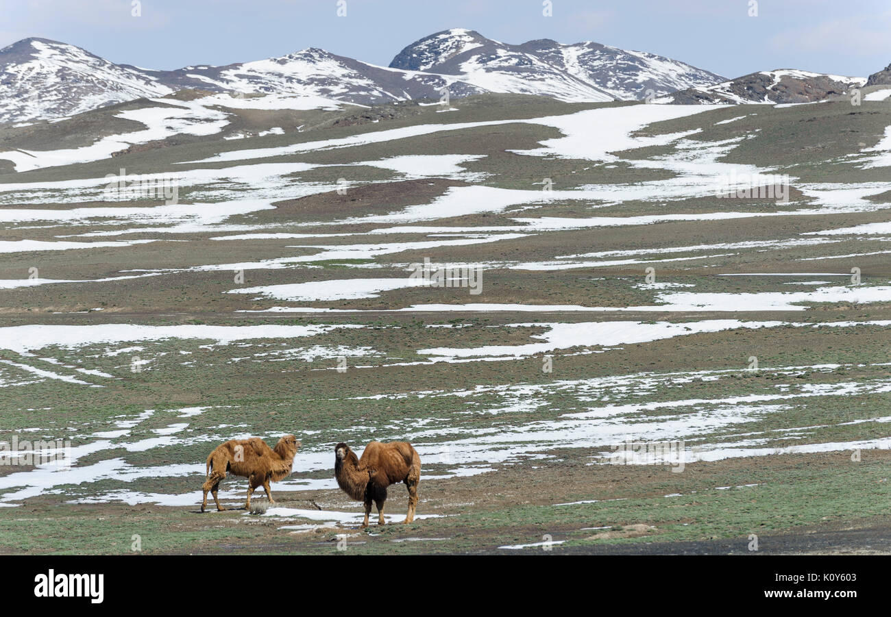 Baktrischen Kamele in Xinjiang, China Stockfoto