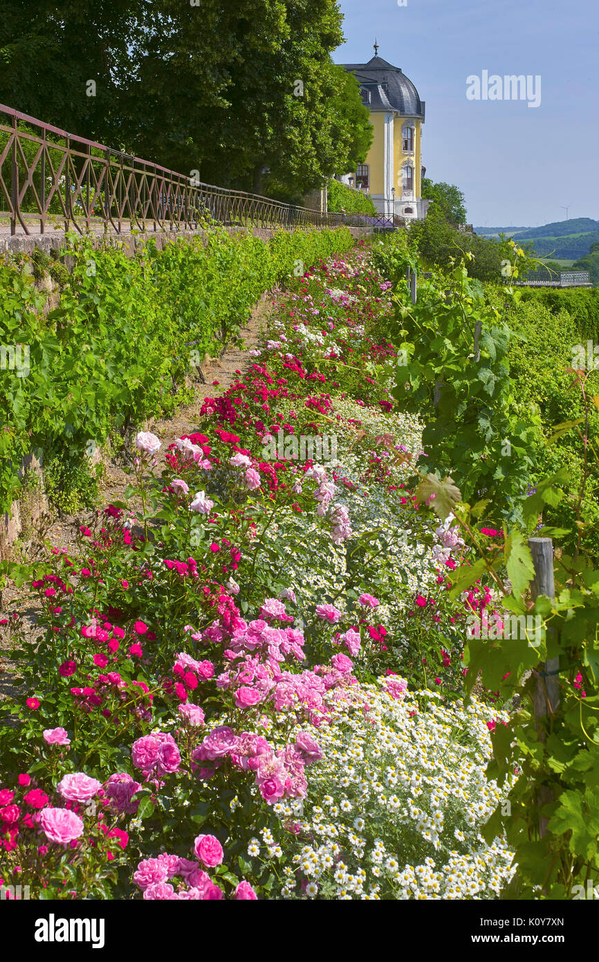 Terrasse mit Rokoko Schornsteine der Dornburger Schlösser, Dornburg, Saale-Holzland-Kreis, Thüringen, Deutschland Stockfoto