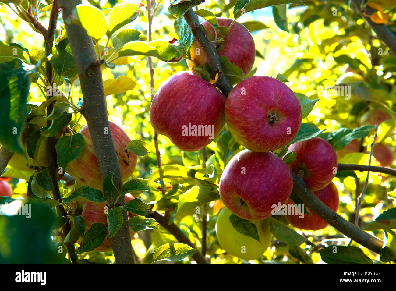 Rote Äpfel, Gala, Äpfel Stockfoto