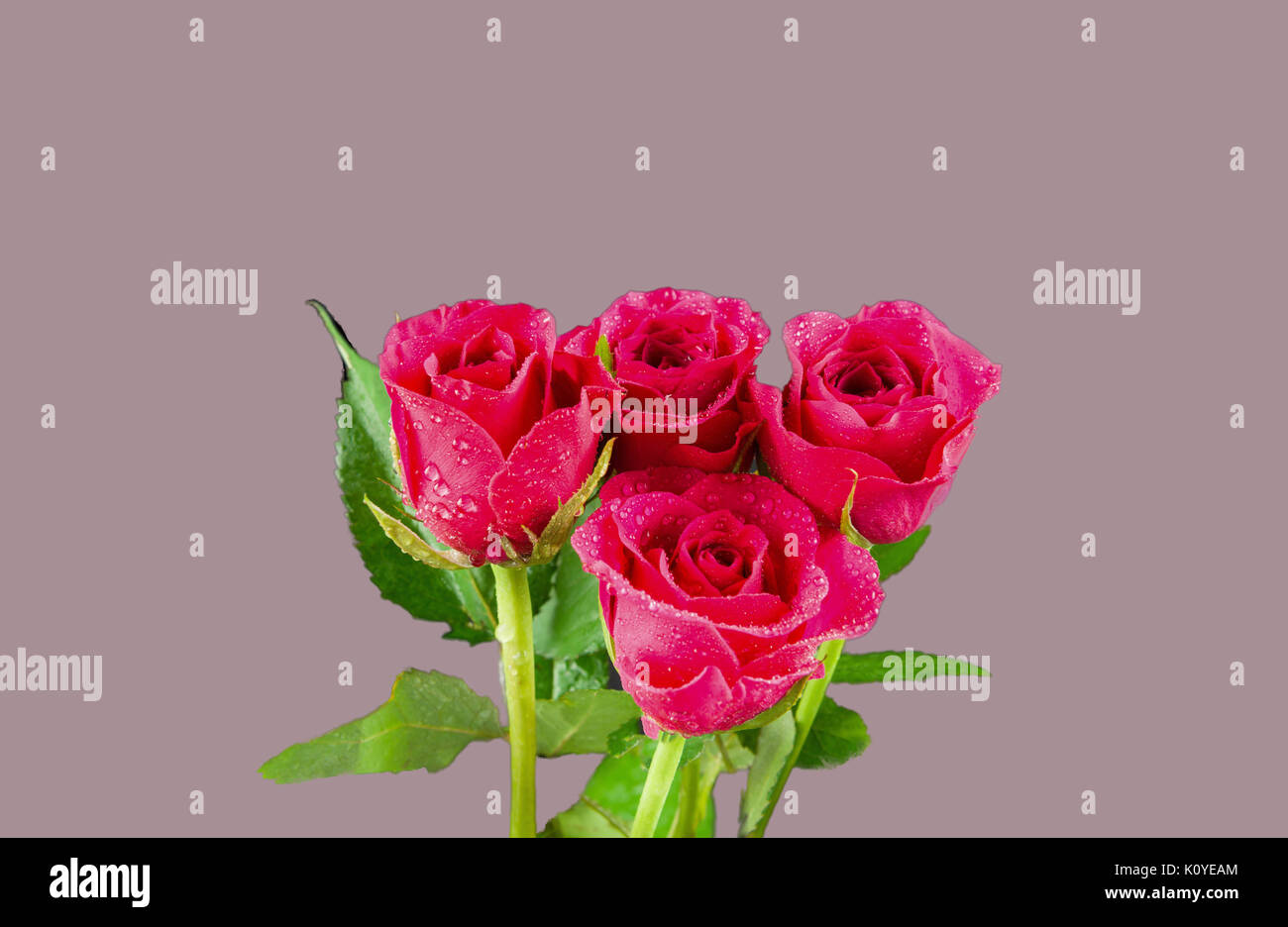 Vier rosa Rosen in ein Bündel und Regen mit Tröpfchen Regen durchnässt dann isoliert auf einem dunkelrosa Hintergrund. Es gibt genügend Platz auf allen Seiten von Th Stockfoto