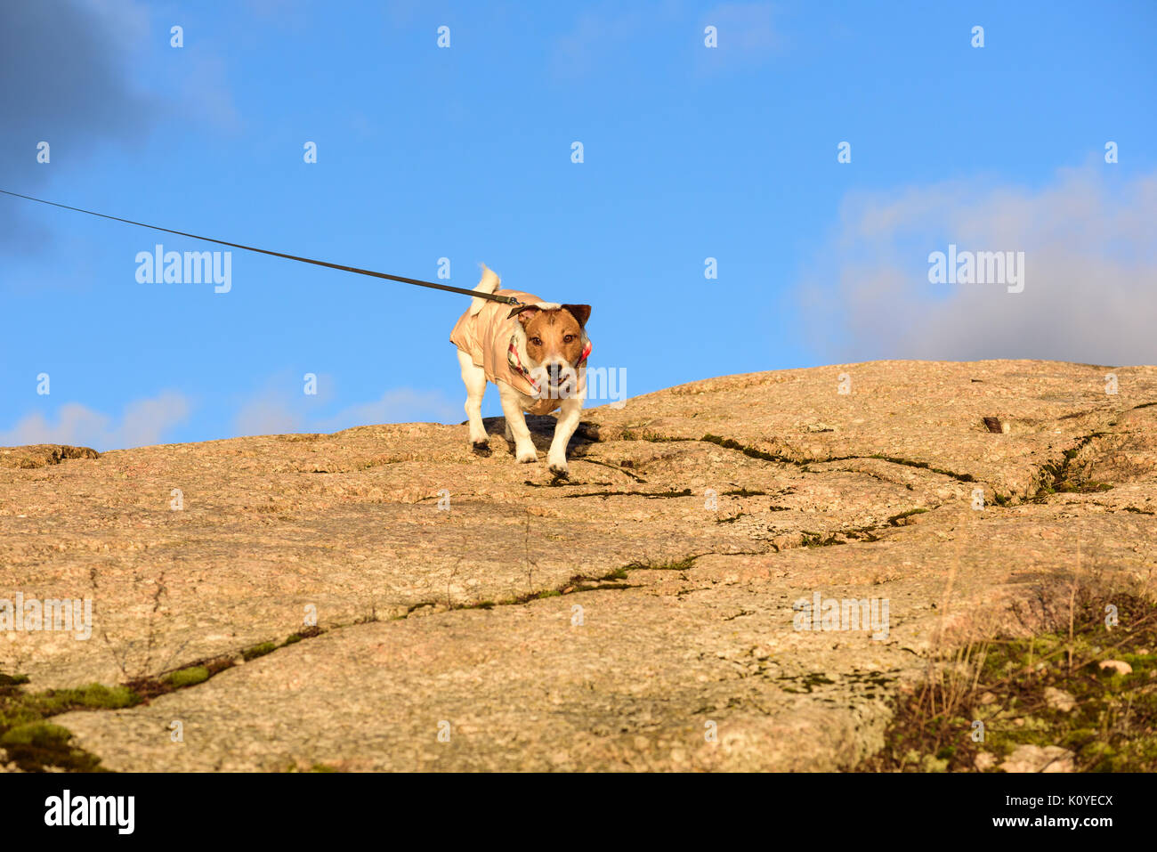 Hund das Gehen an der Leine am Berge an sonnigen Wintertag Stockfoto