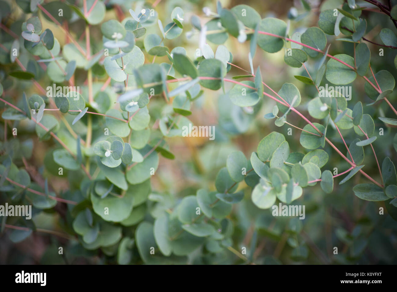 Eukalyptus Zweig zarte Stockfoto