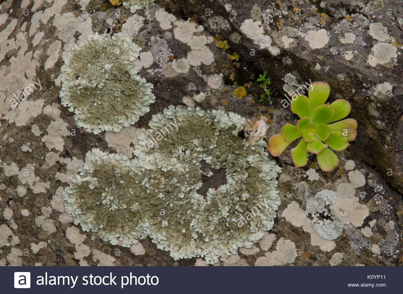 Flechten Und Aeonium Undulatum Rechts Viera Y Clavijo
