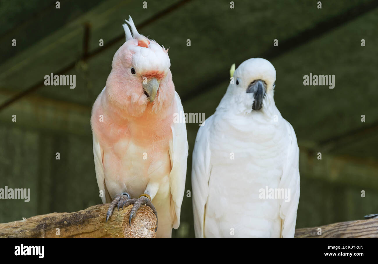 Paar der Vögel Stockfoto