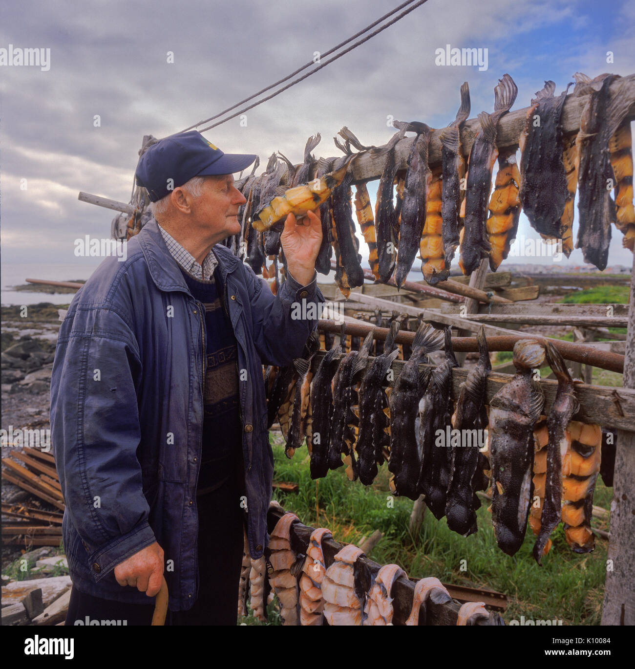 Mann riechen Seehasen trocknen, Reykjaivk, Island Stockfoto