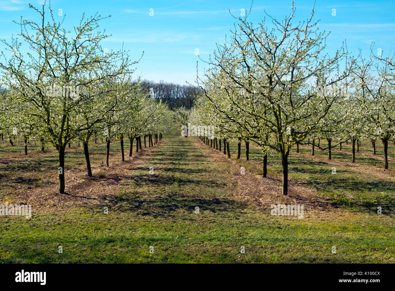 Reichlich spring blossom im pflaumenbaum Obstgärten in der Nähe von Villeneuve-sur-Lot, Lot-et-Garonne, Frankreich. Die Gegend ist berühmt für ihre Pflaumen. Stockfoto