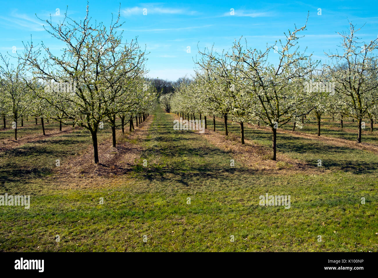 Reichlich spring blossom im pflaumenbaum Obstgärten in der Nähe von Villeneuve-sur-Lot, Lot-et-Garonne, Frankreich. Die Gegend ist berühmt für ihre Pflaumen. Stockfoto
