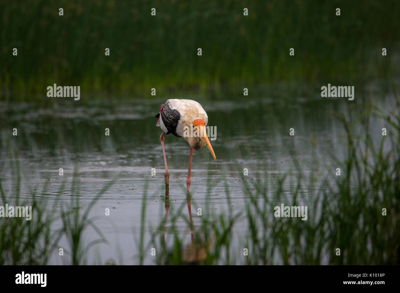 Eine gemalte Storch Vogel mit einem Fisch in ihren Schnäbeln gefangen Stockfoto