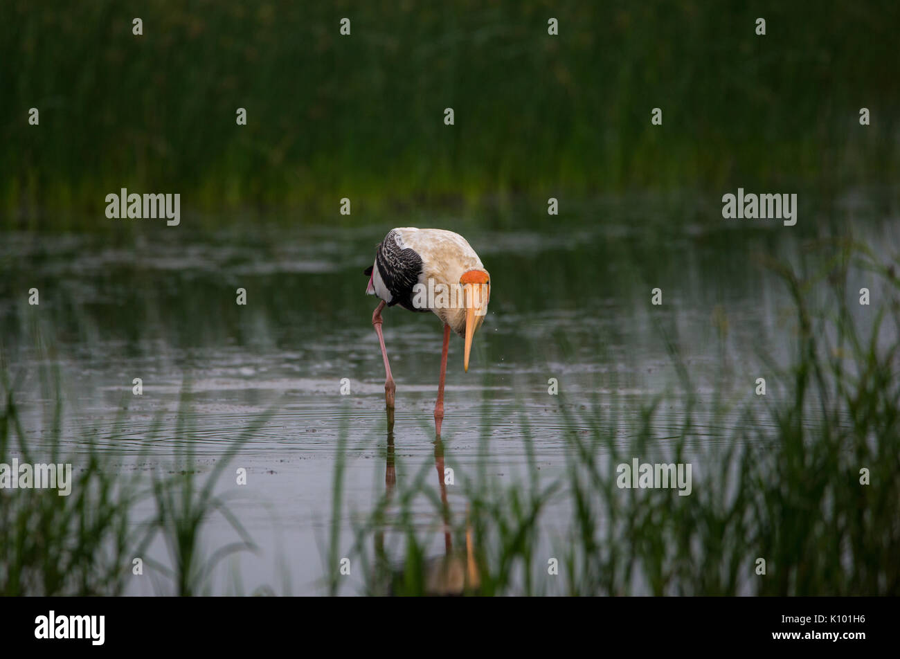 Eine gemalte Storch Vogel in einem seichten Wasserstrahl Stockfoto