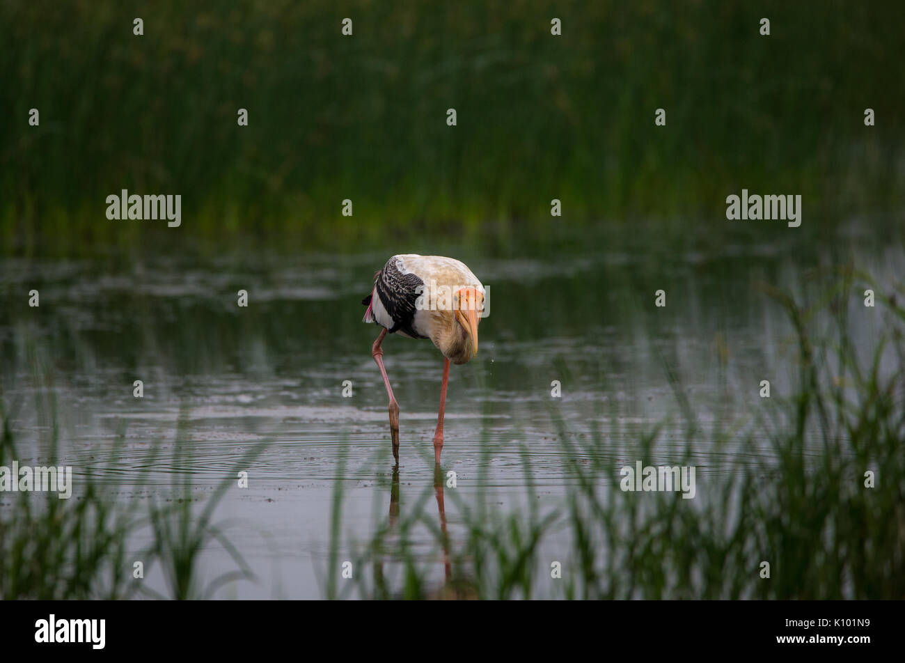 Eine gemalte Storch in einem Wasserstrom in der Nähe der grünen Felder Stockfoto