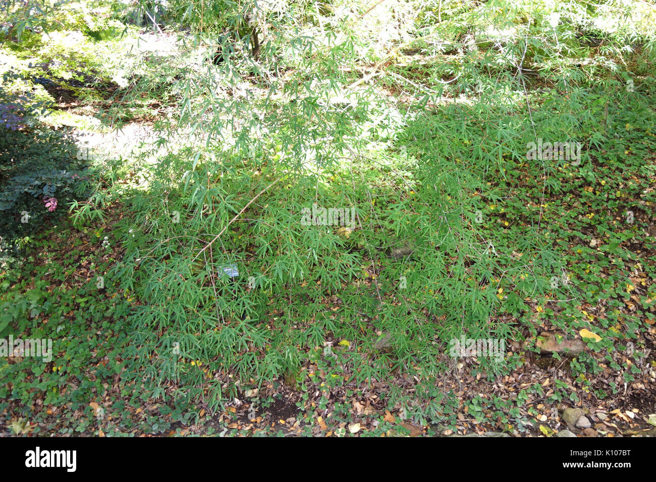 Acer Pentaphyllum Quarryhill Botanical Garden Dsc 03225 Stockfoto
