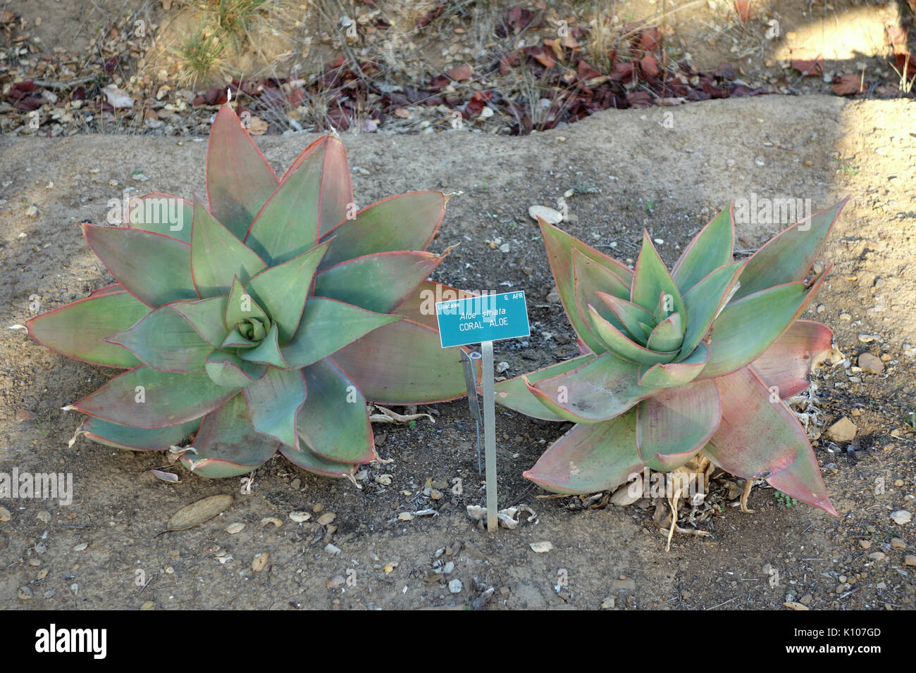 Aloe striata San Luis Obispo botanischen Garten DSC05916 Stockfoto