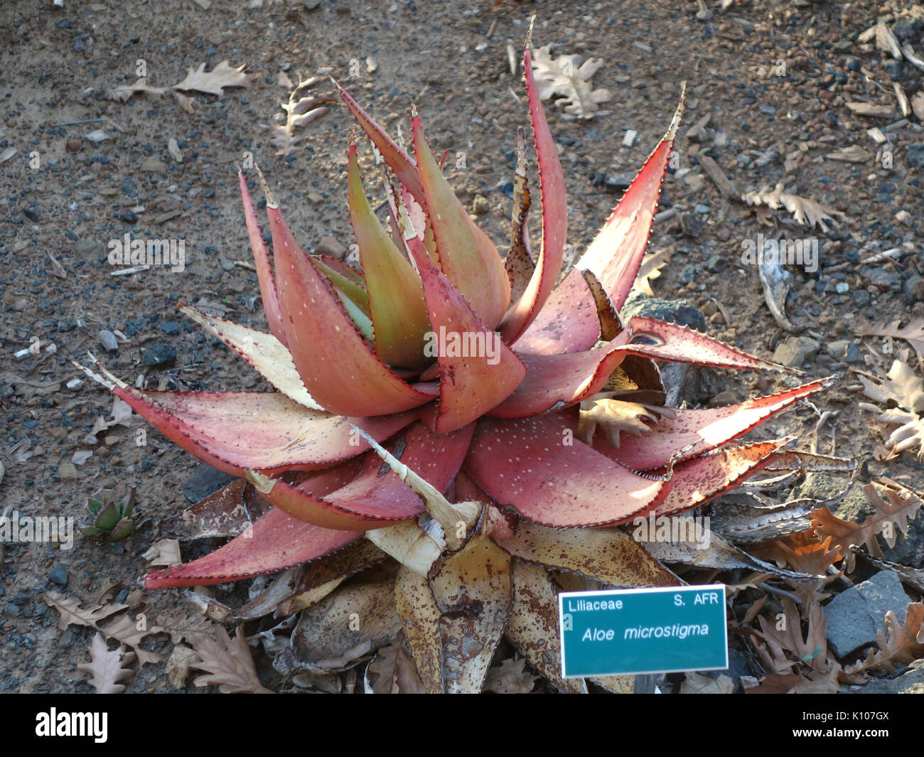 Aloe microstigma San Luis Obispo botanischen Garten DSC 06084 Stockfoto